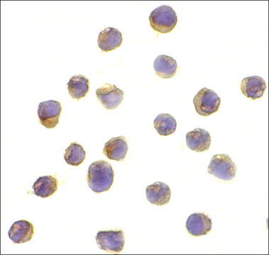 Anti-RPS6K1 antibody produced in rabbit