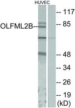 Anti-OLFML2B antibody produced in rabbit