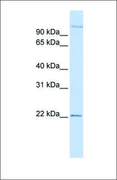 Anti-PDS5B antibody produced in rabbit