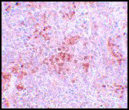 Anti-BFAR antibody produced in rabbit