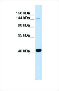 Anti-JAK3 antibody produced in rabbit