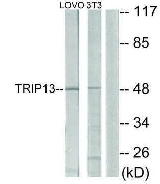 Anti-TRIP13 antibody produced in rabbit