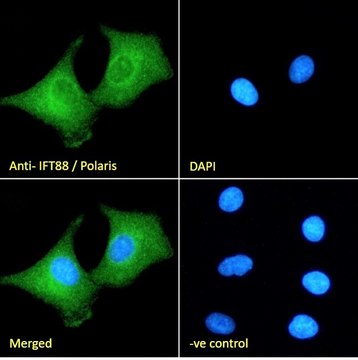 Anti-IFT88/Polaris antibody produced in goat