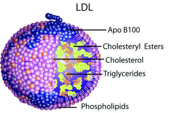 Lipoprotein, low density from human