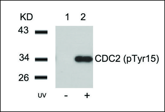 Anti-phospho-CDC2 (pTyr¹?) antibody produced in