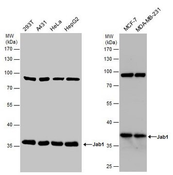 Monoclonal Anti-COPS5 antibody produced in