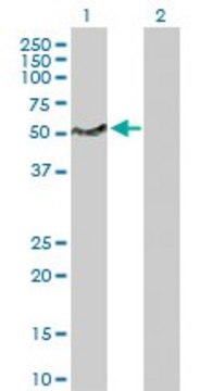Anti-LSP1 antibody produced in rabbit