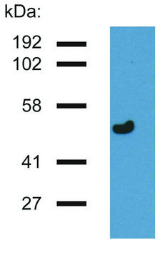 Monoclonal Anti-gammaTubulin antibody produced in