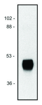 Monoclonal Anti-HRP antibody produced in