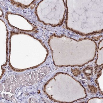 Anti-GINS1 antibody produced in rabbit