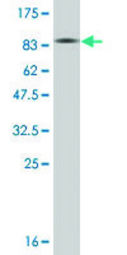 Monoclonal Anti-GAD1 antibody produced in