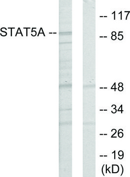 Anti-STAT5A antibody produced in rabbit