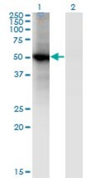 Monoclonal Anti-RORB antibody produced in