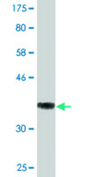 Monoclonal Anti-THOC3 antibody produced in