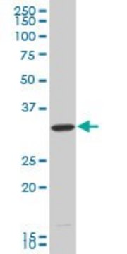 ANTI-HEYL antibody produced in mouse