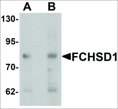 Anti-FCHSD1 antibody produced in chicken