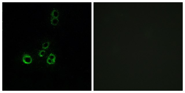 Anti-OR51F2, C-Terminal antibody produced in