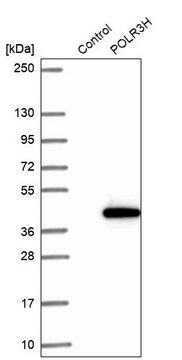 Anti-POLR3H antibody produced in rabbit