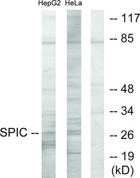 Anti-SPIC antibody produced in rabbit