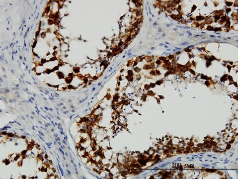 Monoclonal Anti-DAZ1 antibody produced in