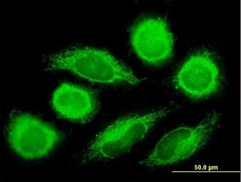 Anti-DNAJC11 antibody produced in mouse