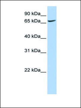 Anti-ATP6V0A1 antibody produced in rabbit