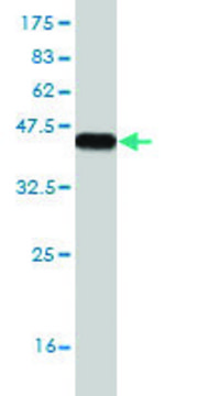 Monoclonal Anti-RBMS3, (C-terminal) antibody produced