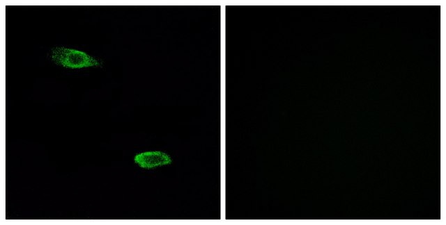 Anti-OR51E2 antibody produced in rabbit