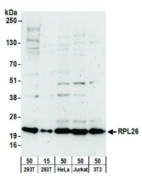 Goat anti-RPL26 Antibody, Affinity Purified