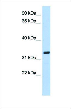 Anti-MS4A4A antibody produced in rabbit