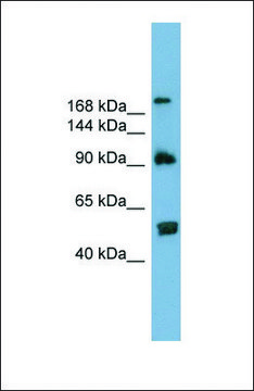Anti-ATG2A antibody produced in rabbit