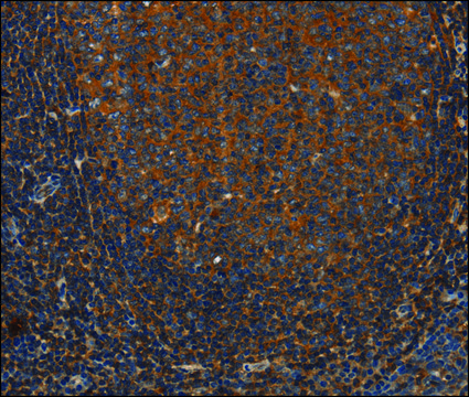 Anti-ANXA2R antibody produced in rabbit