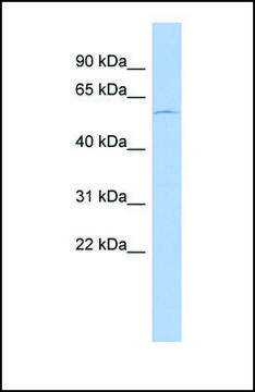 Anti-DMRT2, (N-terminal) antibody produced in