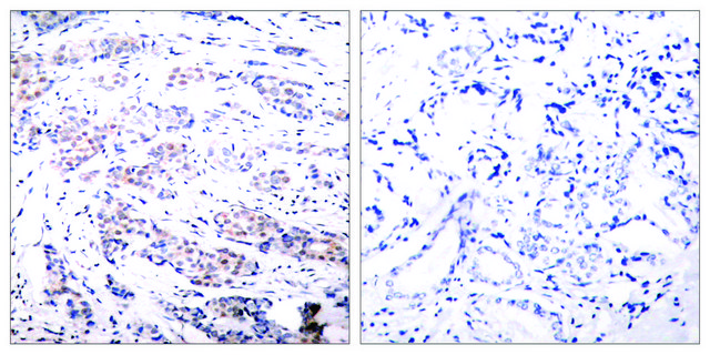 Anti-ELK1 antibody produced in rabbit
