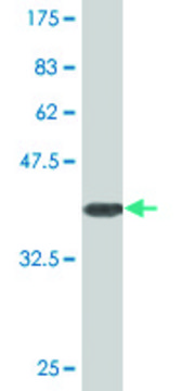 Monoclonal Anti-SLC25A18 antibody produced in