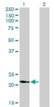 Monoclonal Anti-VSNL1 antibody produced in