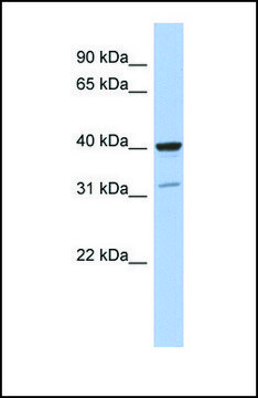 Anti-THPO antibody produced in rabbit