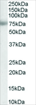Anti-MTA1 antibody produced in goat