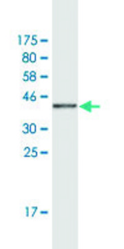 Monoclonal Anti-HEY2, (N-terminal) antibody produced