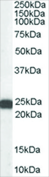 Anti-BAG2 antibody produced in goat