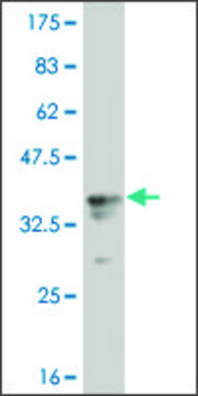 Monoclonal Anti-RPS6KA1 antibody produced in