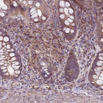 Anti-JAML antibody produced in rabbit