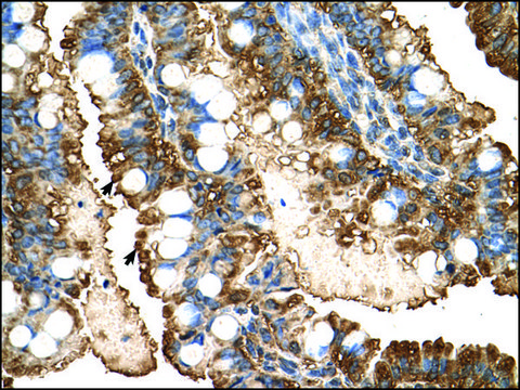 Anti-PGK1 antibody produced in rabbit