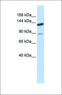 Anti-TRIM24 antibody produced in rabbit