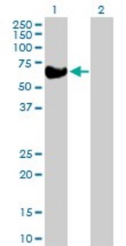 Anti-BLK antibody produced in rabbit