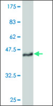 ANTI-TEK antibody produced in mouse