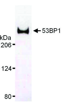 Rabbit anti-53BP1 Antibody, Affinity Purified