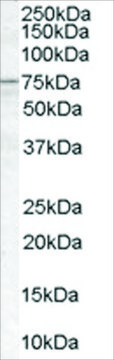 Anti-ACSL5 antibody produced in goat