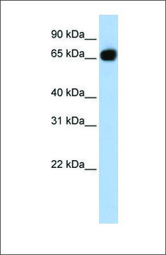 Anti-SLC37A1 antibody produced in rabbit