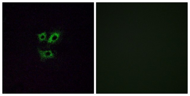 Anti-OR2Y1 antibody produced in rabbit